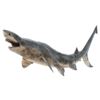 shark isolate on transparent background png
