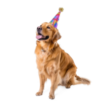 Dog wearing birthday cap, full body standing isolate on transparent background png