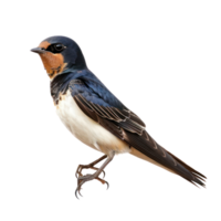 Swallow bird front view full body isolate on transparent background png