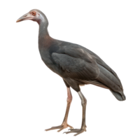 Megapode bird side view full body isolate on transparent background, png