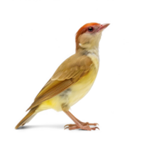Weaverbird side view full body isolate on transparent background png