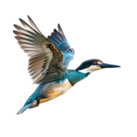 kingfisher bird flying in the air isolate on transparent background png
