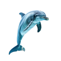 dolphin jumping isolate on transparent background png