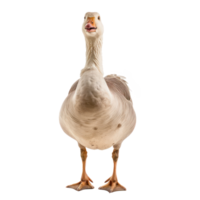 a goose standing on a transparent background png