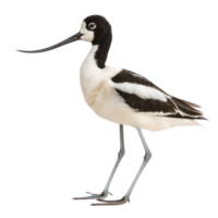 Avocet bird side view full body isolate on transparent background png