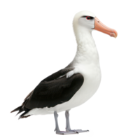 Albatross bird side view full body isolate on transparent background png