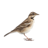 Lark bird side view full body isolate on transparent background png