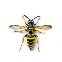 Wasp full body isolate on transparent background, png