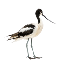 Avocet bird front view full body isolate on transparent background png
