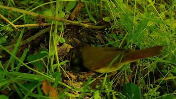 A real bird's nest in the dense grass in the forest. The bird incubates eggs. Bird life in the wild. Close up video