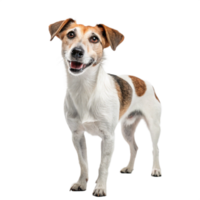 Cute Dog looking up transparent background image png