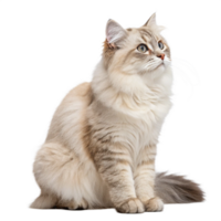 Cute Cat Sitting Transparent background image png