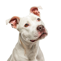 White Pit Bull Terrier isolated on transparent background png