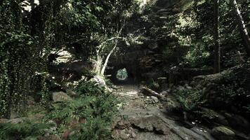Small Tunnel Found in New Zealand Forest video