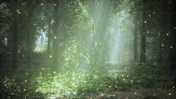 A forest filled with lots of green plants video