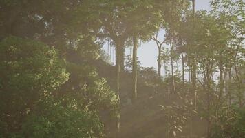 Sunlight Streaming Through the Forest Trees video