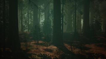 Towering Sequoia Forest, A Majestic Woodland Dominated by Tall Trees video
