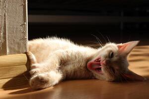 Joyful kitten yawning in warm sunlight, resting peacefully on wooden floor next to a wall, capturing a moment of relaxation and contentment photo