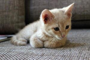 Small light-colored kitten resting on a textured surface in a cozy indoor setting while observing its surroundings photo