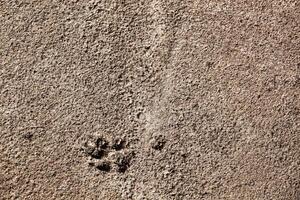 Concrete asphalt with a dog's paw print. Texture. Background for notes. Banner photo
