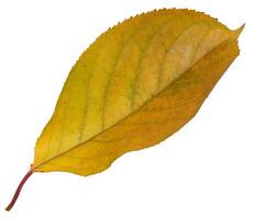 Yellow cherry leaf on isolated background, close up photo