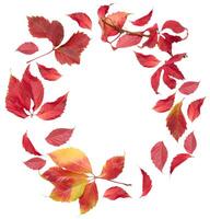 Wreath of yellow and red leaves on isolated background, copy space photo