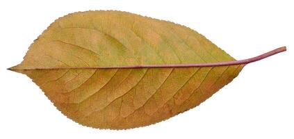 Red cherry leaf on isolated background photo