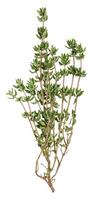 Fresh sprig of thyme on isolated background photo