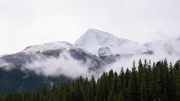 Banner of View of Snow Mountains and Pine Trees Forest in Winter photo