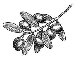 Vintage botanical illustration of olive branch in sketch style. Engraving style vector