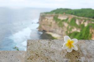Blooming white Frangipani flower on ancient stone wall on coastal cliffs sea on mountain in Pura Luhur Uluwatu temple on Suluban beach in Bali of Indonesia photo