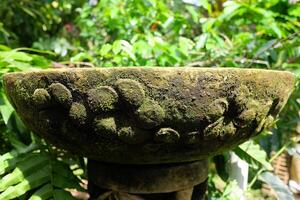 Fresh green moss propagate on clay water basin in tropical garden photo