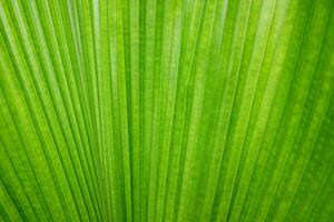 Green palm tree leaf texture and background photo