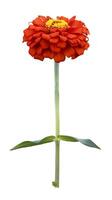 The isolated orange red zinnia flower with stem cut out on white background for summer season and graphic design concept photo