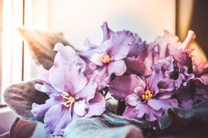 Violet blooms at the window. Flowers on the windowsill. photo