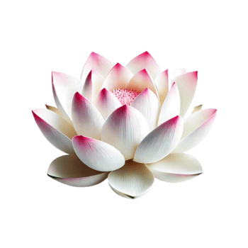 elegante blanco loto flor con de punta rosada pétalos aislado en transparente antecedentes png