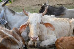 Herd of cows resting in stall at evening photo