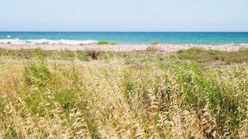 Coastal landscape with grasses and blue water background video