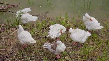 Ducks gathered by the waterside in a serene setting video