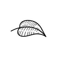 Illustration of leaf with striped patterns and textured details. A simple botanical line art design, ideal for modern, nature-inspired creative projects vector