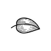 Minimalist leaf outline with detailed texture, perfect for botanical designs. A clean black and white sketch of a single leaf, ideal for nature and eco-themed artwork vector