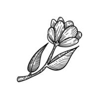 Black and white botanical line art of a delicate flower with leaves, perfect for minimalist art, educational materials, and elegant prints vector