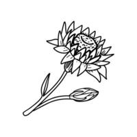 Intricate sketch of a protea flower with buds, showcasing detailed line work for botanical prints and sophisticated design elements vector