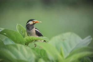 Caught in a moment of curiosity, this bird knows how to steal the show photo