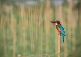 A vibrant blue and orange kingfisher bird with a long beak and tail is perched on a thin, brown wooden pole in a lush, green field. photo