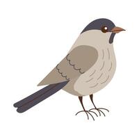 A bird is standing on a white background. The bird is small and has a gray and black color vector