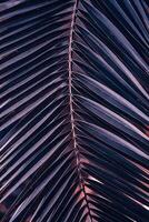 palm tree leaves in springtime, abstract background photo