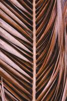 palm tree leaves in springtime, abstract background photo