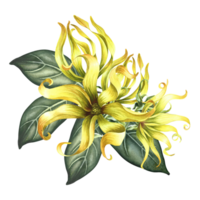 Ylang-ylang or kanaga flowers. A bouquet of exotic fragrant yellow flowers with leaves. A hand-drawn watercolor illustration. A design element on an isolated background. png