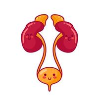 Human kidneys and bladder. Cute characters in kawaii style. Healthy organs, urinary system. illustration, flat style. Health problems. For sticker, books, design. Medical brochure template. vector